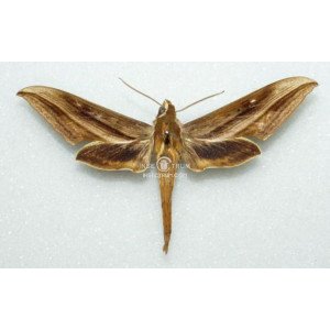 XYLOPHANES JOSEPHINAE